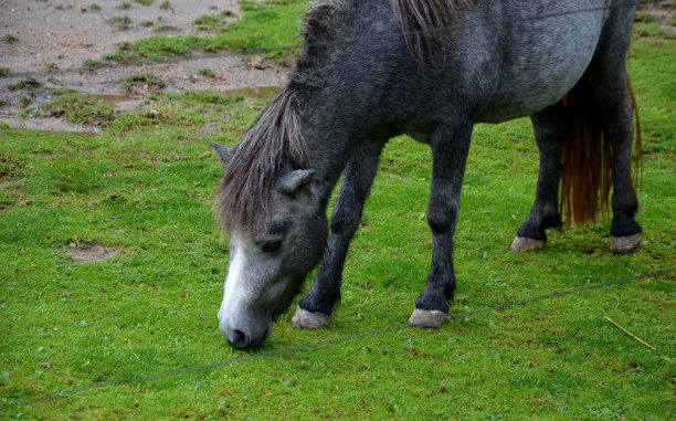 在夏天，光滑、浓密、坚硬的毛发在冬天变粗。同样密集的是鬃毛和尾巴，一直延伸到地面。设得兰矮种马耐寒耐寒。因为它的大小用于煤矿图片下载