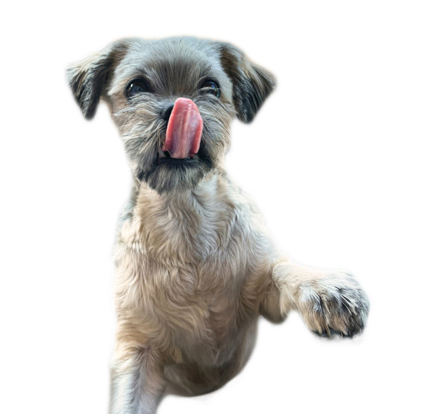 西施犬在乞求食物图片下载