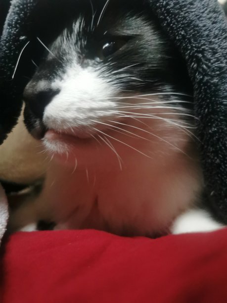 毯子下的猫图片下载