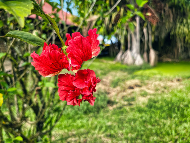 亚马逊雨林的奇异花朵图片下载