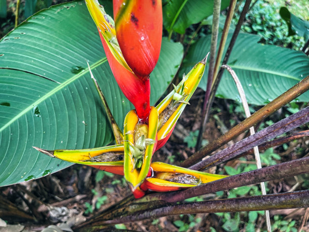 亚马逊热带雨林的异域花卉-太阳花图片下载
