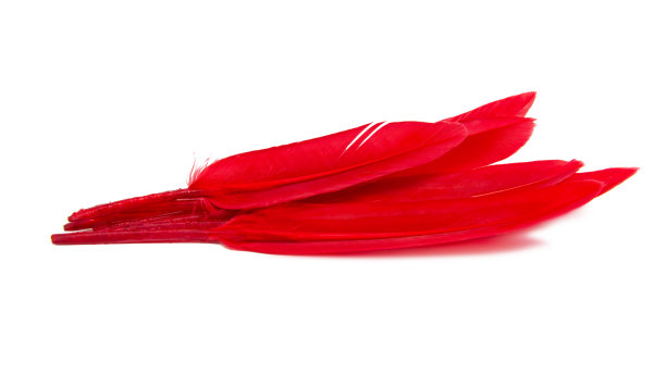 优雅的红色许多羽毛孤立在白色的背景上图片下载