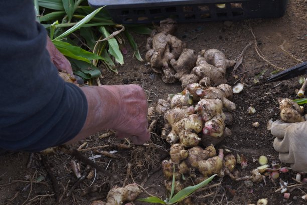 生姜种植。图片下载