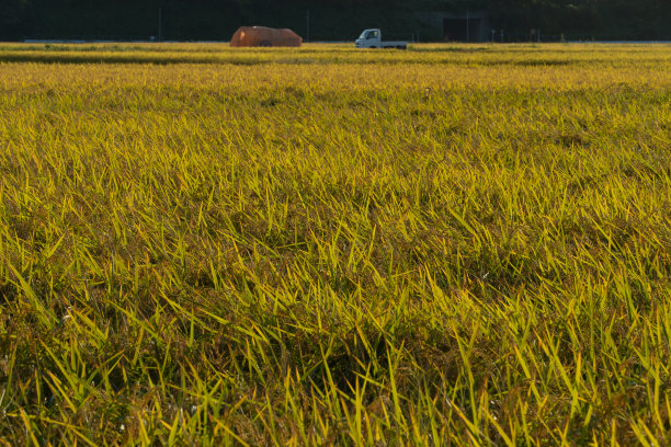稻田里的水稻图片下载