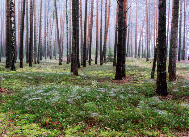 清晨在松林里图片下载