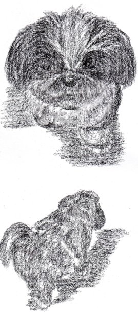 中国狗，西施的插图图片下载