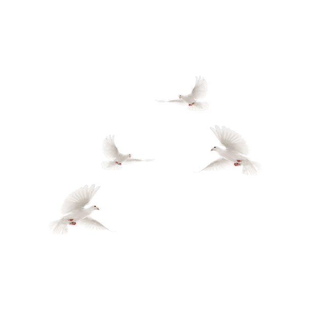 和平鸽鸽子剪影图片下载