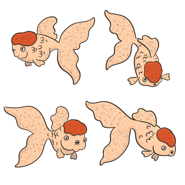 一套红帽oranda金鱼孤立在一个图片下载