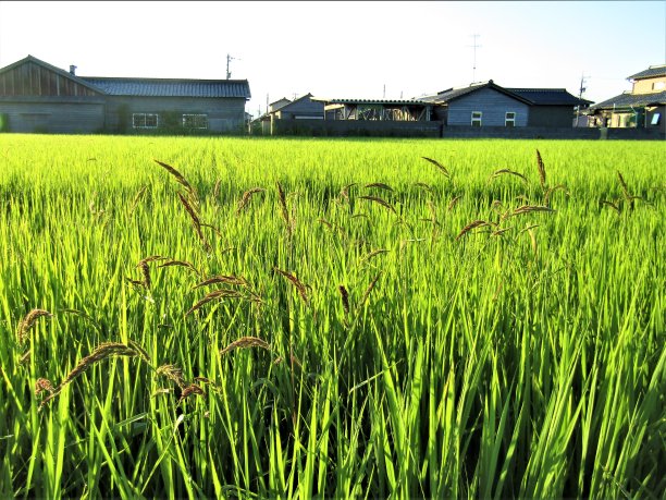 日本。8月。稻田。新的收获。图片下载