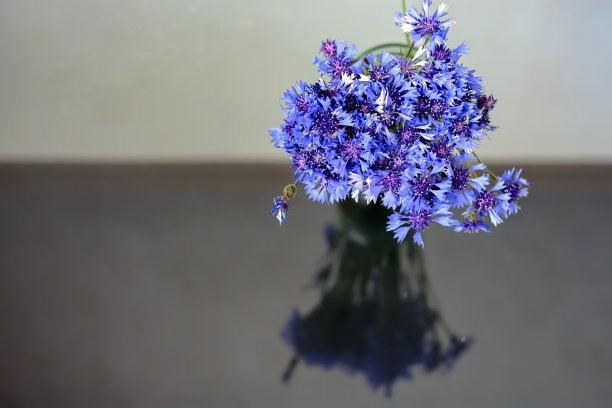 一束蓝色的野花图片下载