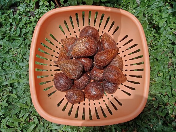 萨拉卡水果图片下载