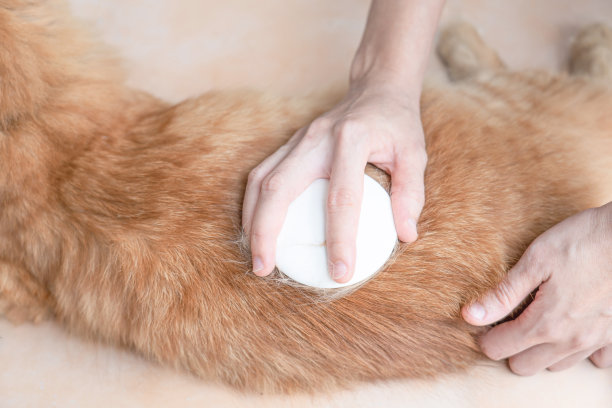 姜猫躺在地板上，享受着被刷和梳理的过程，在清洁中去除旧的猫毛图片下载