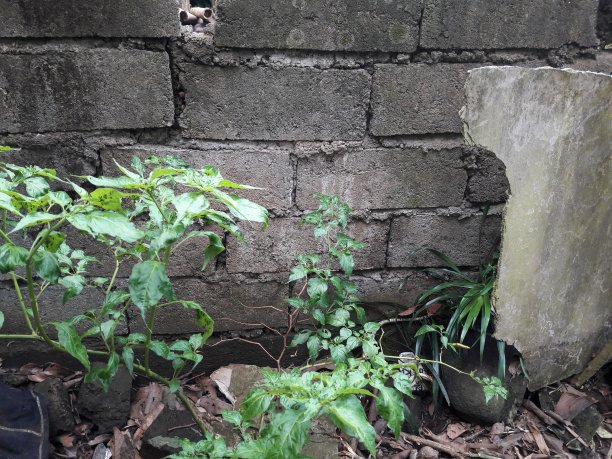 水泥墙和院子里生长的植物照片图片下载