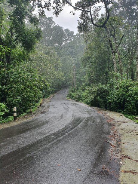 雾蒙蒙的森林里，路又滑又空图片下载