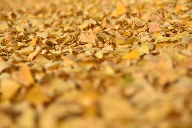 田野上覆盖着黄色的银杏叶图片下载