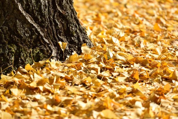 田野上覆盖着黄色的银杏叶图片下载