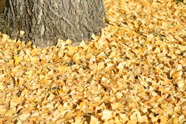 田野上覆盖着黄色的银杏叶图片下载