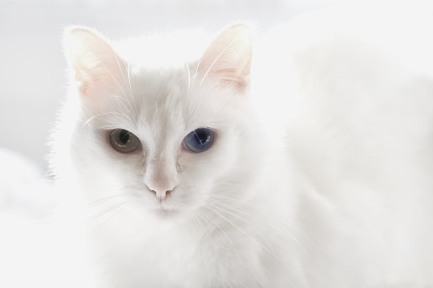 有一双小鱼眼的白猫图片下载