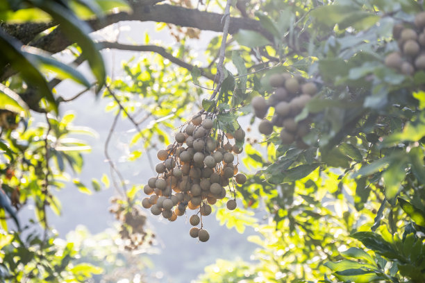 成熟的龙眼果实挂在农场的树上图片下载