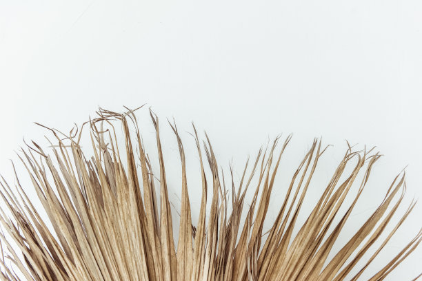 干芦苇枝白色背景。最小的花组成图片下载