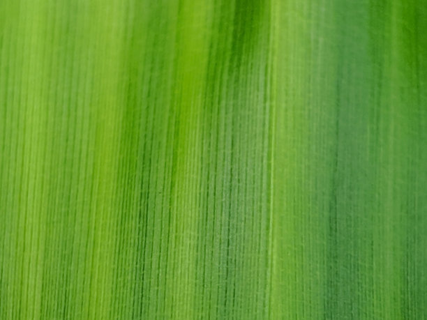 竹子纤维叶子纹理背景的细节图片下载