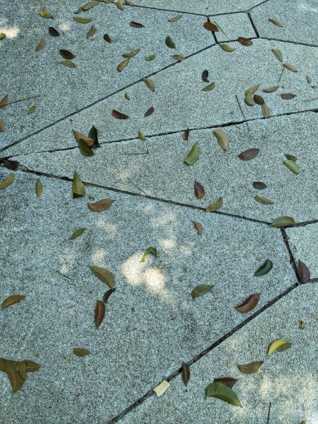 落叶散落在路上图片下载