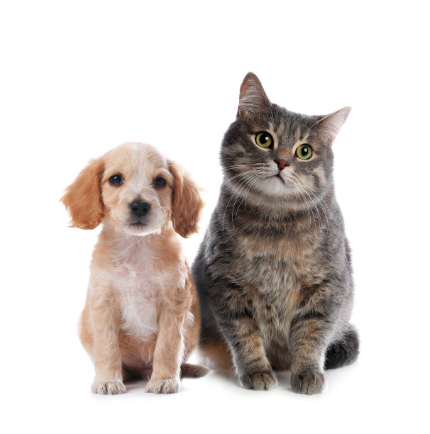 可爱的猫和狗在白色的背景。毛茸茸的朋友图片下载