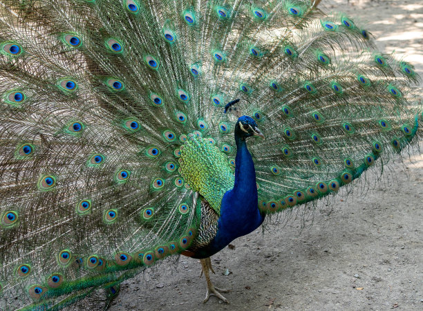 展示羽毛的雄性孔雀图片下载