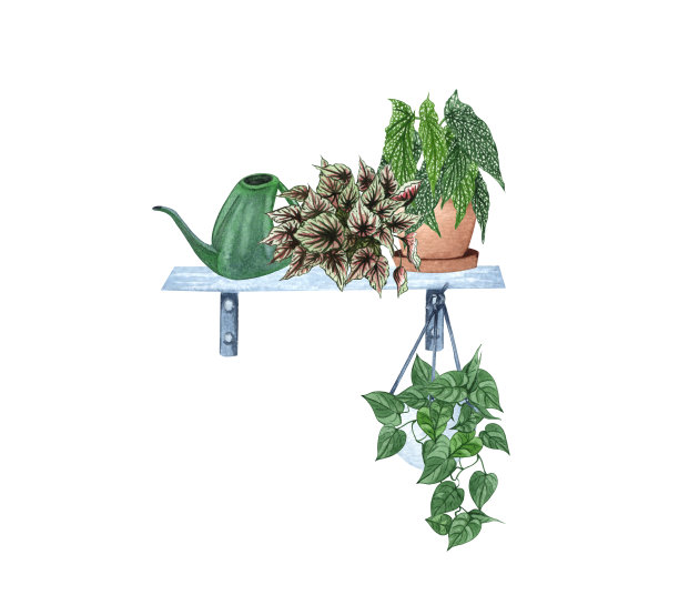 把室内植物挂在架子上。家用装饰植物的水彩画插图图片下载