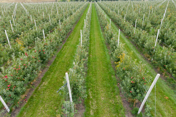 苹果园鸟瞰图图片下载