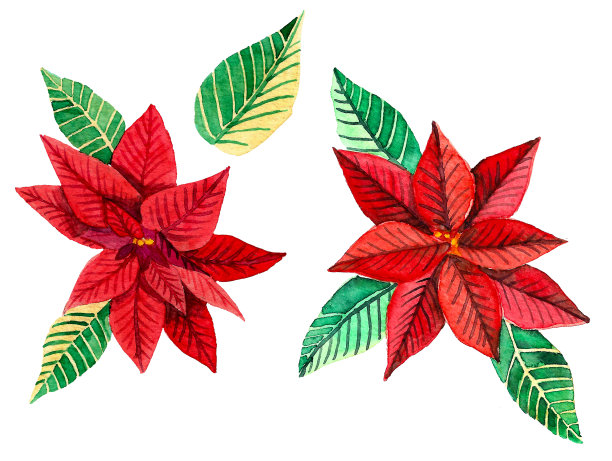 一品红圣诞花集图片下载