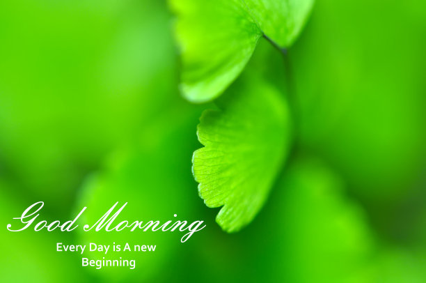 早上好，绿叶背景图片下载