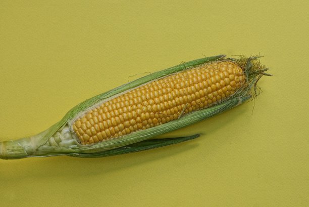一袋新鲜生玉米图片下载