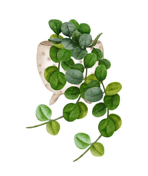 水彩植物霍亚插图。盆栽植物。霍亚大毒蛇在一个孤立的白色背景。放荡不羁的悬挂装置图片下载