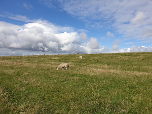 德国北部的草地图片下载