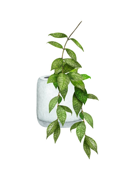 水彩植物霍亚插图。盆栽植物。Hoya calistophila在白色背景上孤立的花盆中。放荡不羁的悬挂装置图片下载