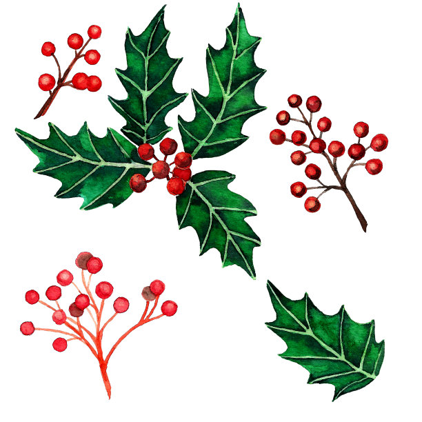 冬青植物组图片下载