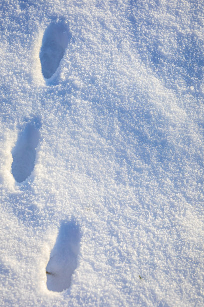 雪中动物脚印，寒冬狩猎概念图片下载