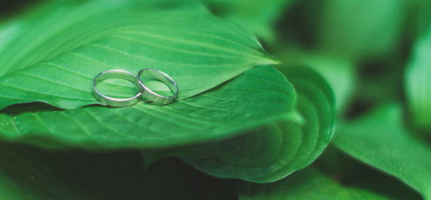 结婚戒指在新鲜的绿叶上在绿叶的背景上图片下载