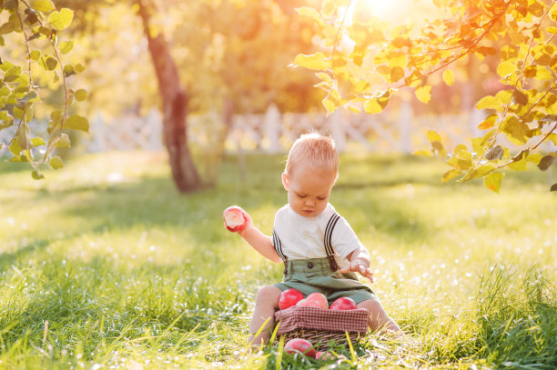 美丽的幼童和秋天收获的苹果。小男孩和一篮成熟的红苹果在花园的特写和复制空间…图片下载