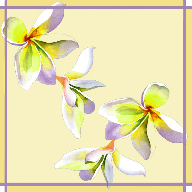 丝巾设计与鸡蛋花水彩在光的背景。模式。图片下载