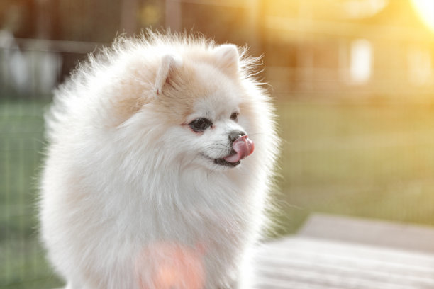 小德国博美犬毛茸茸的小狗在狗狗游乐场的肖像图片下载