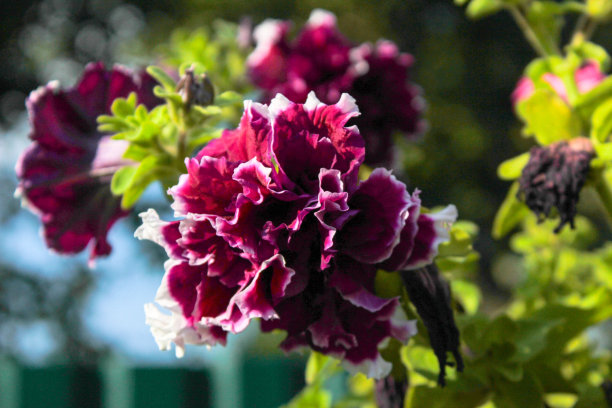 勃艮第花与白色边框照片的一面图片下载