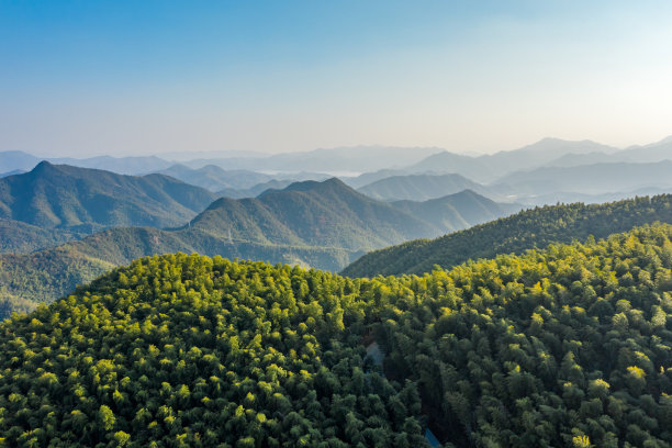 中国浙江莫干山竹林鸟瞰图图片下载