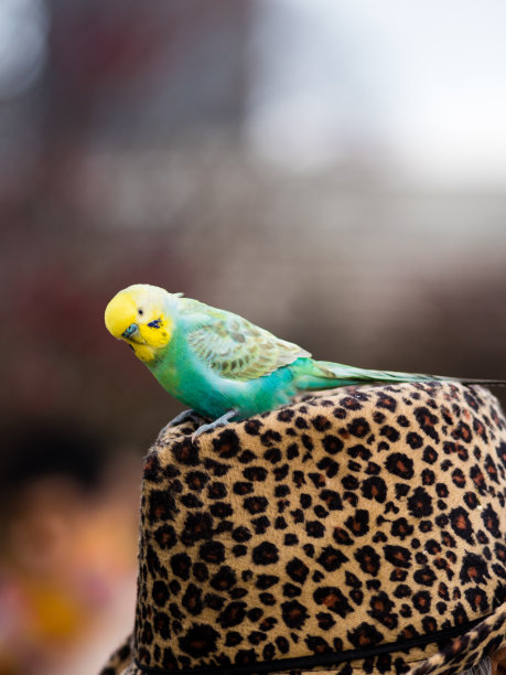 帽子上有长尾小鹦鹉图片下载