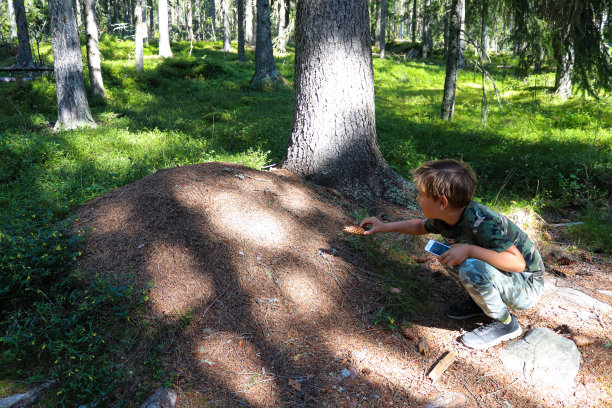 徒步旅行期间，男孩在森林里看蚁丘图片下载