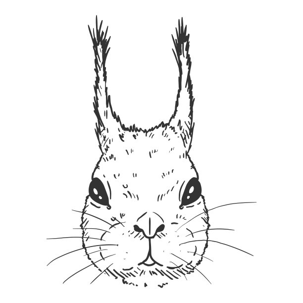 速写白松鼠图片下载