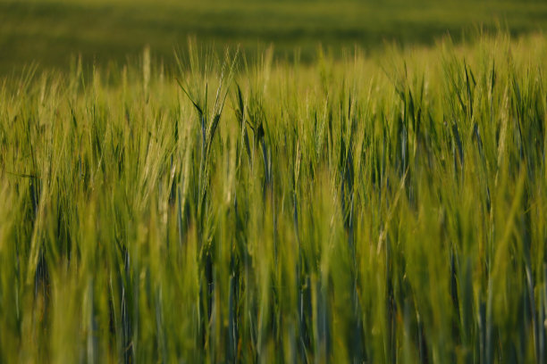 绿色的麦田或大麦。农村景观。图片下载