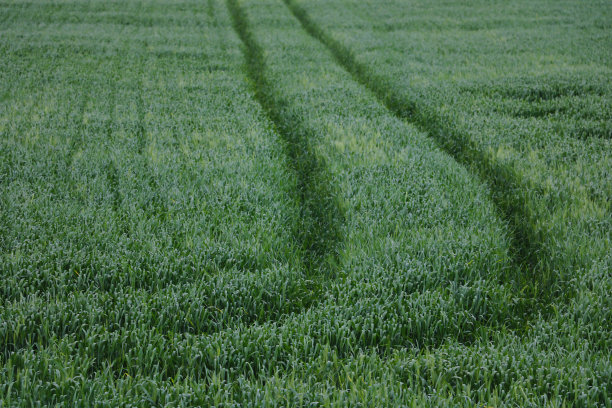 绿色的麦田或大麦。农村景观。图片下载