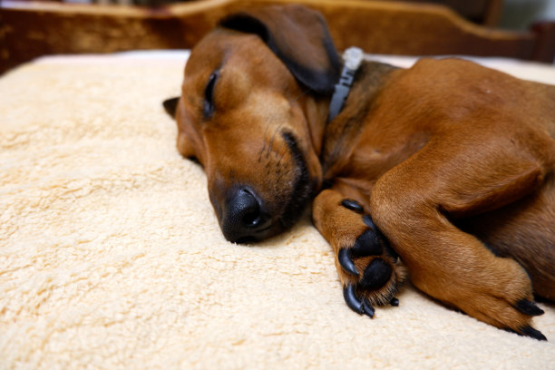 狗睡在床上图片下载